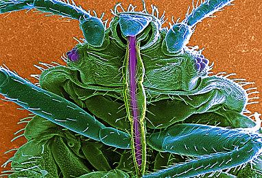 《极限竞速8》Xbox Series S目标是1080P＆60FPS